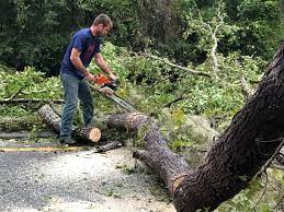 Best Tree Disease Treatment  in Mcqueeney, TX